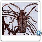 Raven Erebus
Los Altos California USA
Capricorn Beetle