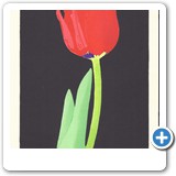 Name: Dale Evans
Email: dale.evans@mindspring.com
Location: Natick, Massachusetts

Print Title: Tulip
Paper Dimension: 7.5 x 10
Image Dimension: 6.5 x 9
Block: Magnolia surface on plywood
Pigment or Ink: Guerra Pigments
Paper: Domestic Etching
Edition: 75
Comments: I have been intrigued with contemporary photographs of flowers shot against black backgrounds, and thought that the idea of a brilliant red flower against a dark, pitch black background would be an interesting woodblock print to make.  It took 18 impressions on the print to capture just some of the shading and texture that you would see on a tulip in real life.  I can only hope that you enjoy looking at this print as much as I enjoyed printing it.
